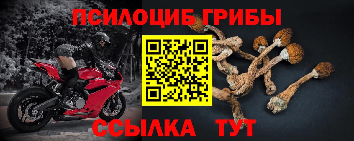 Галлюциногенные грибы Psilocybine cubensis Семёнов